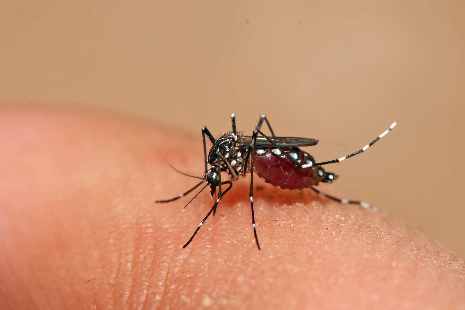 Dengue