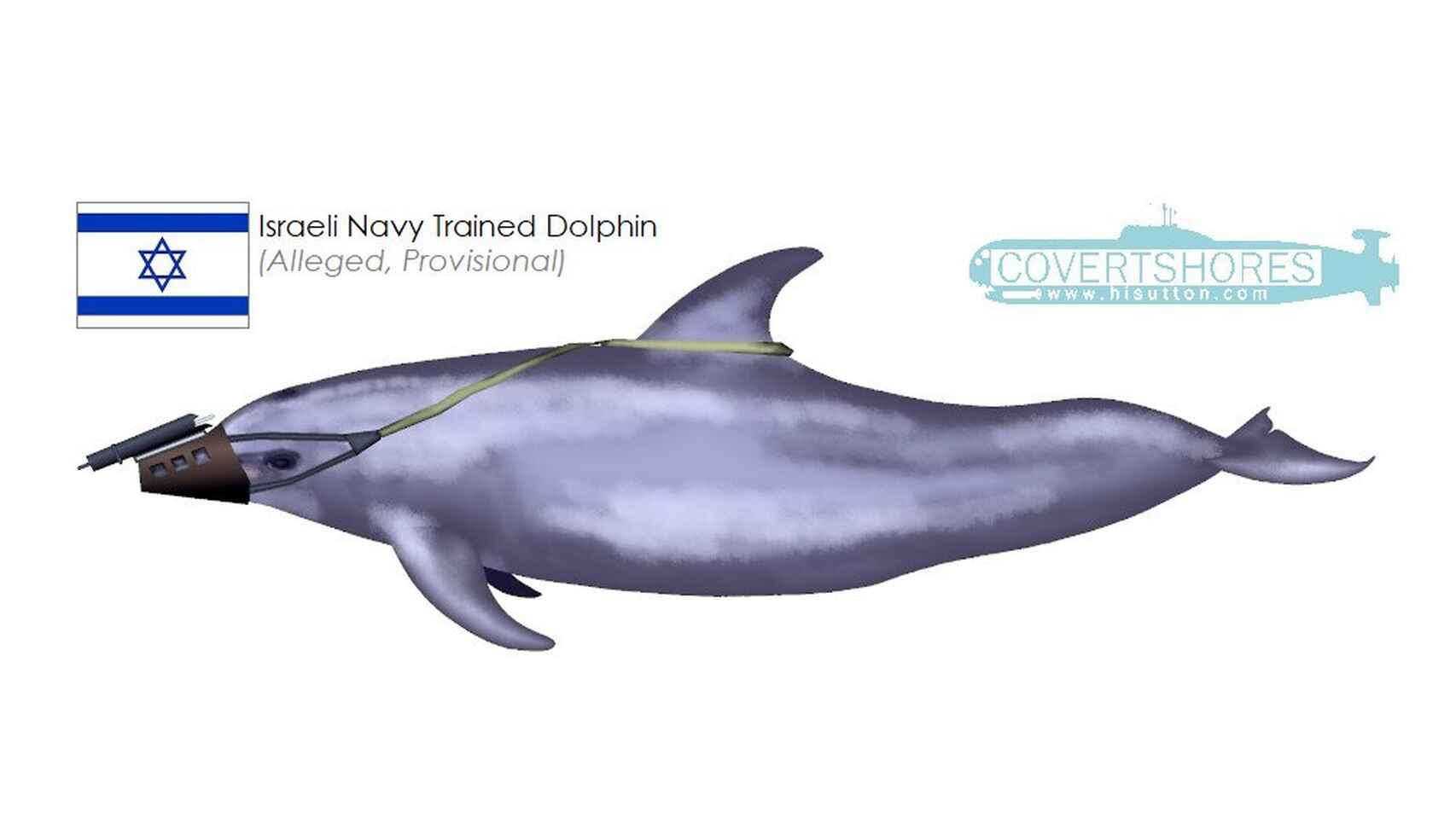 Delfin-asesino-1