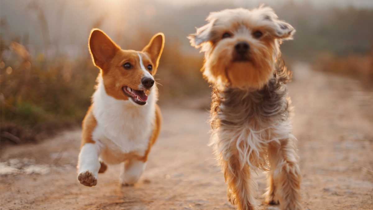 animales040801