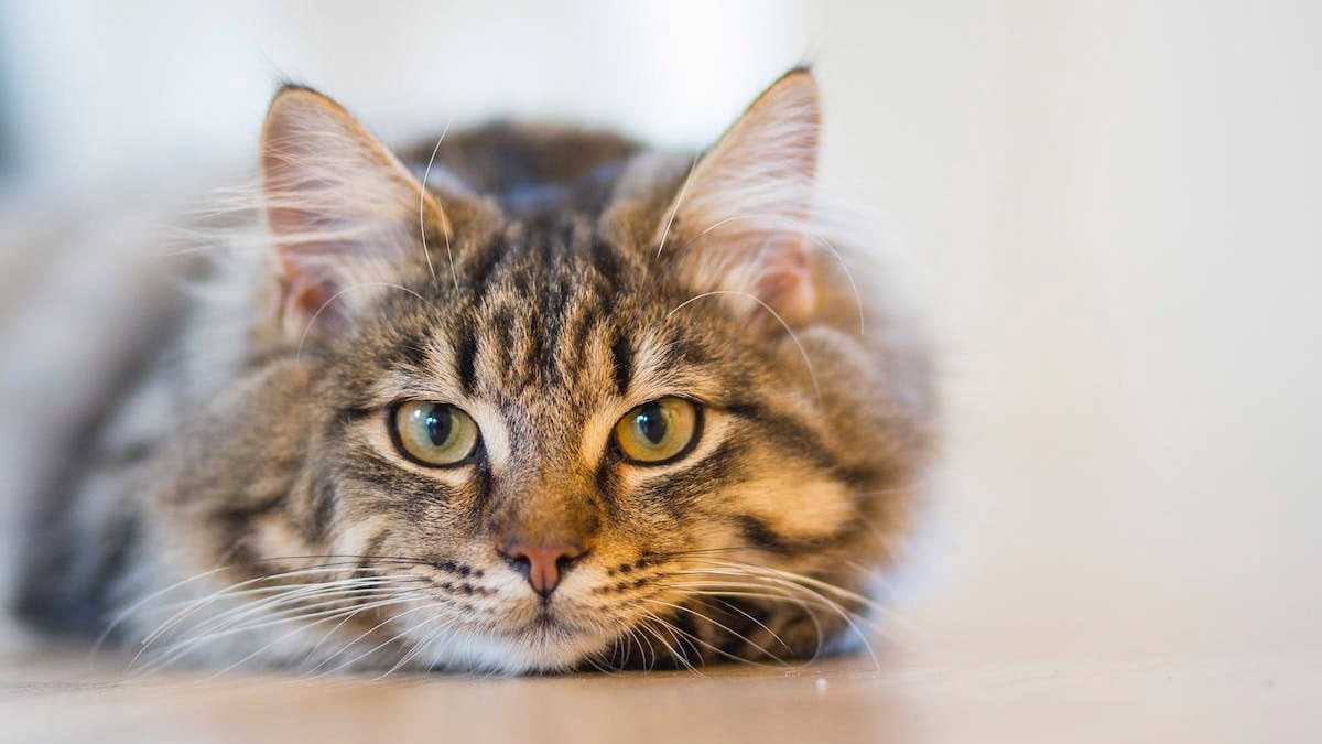 animales240801
