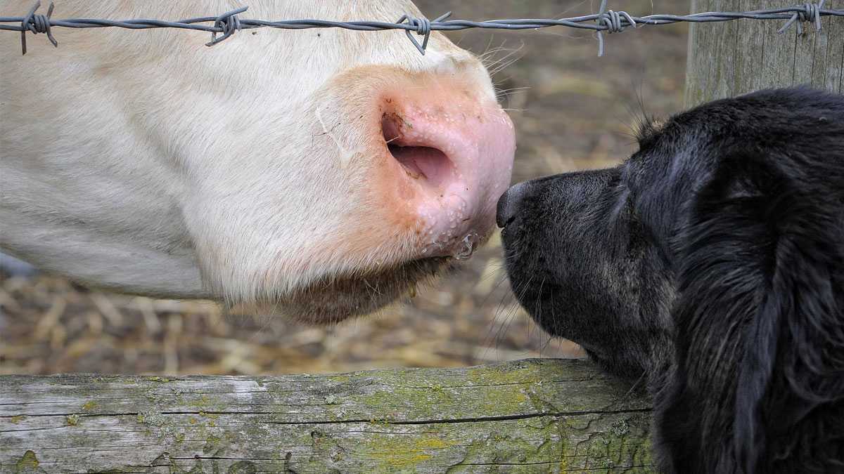 animales270801