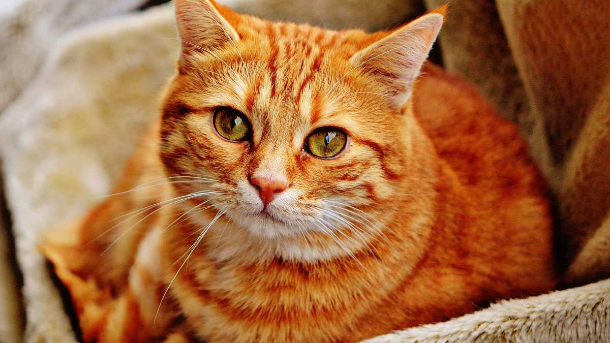 animales300801