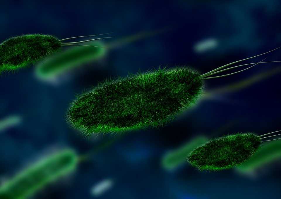 bacteria-106583_960_720