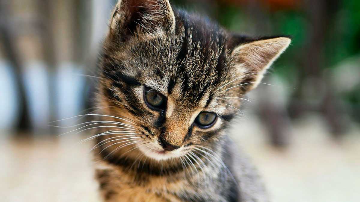 animales080901