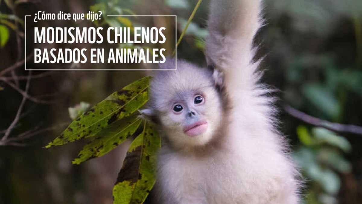 animales200901