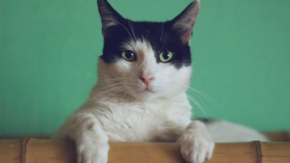 animales230901