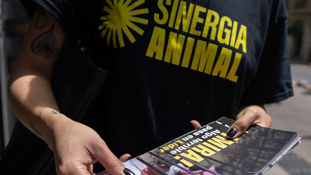 animales031101