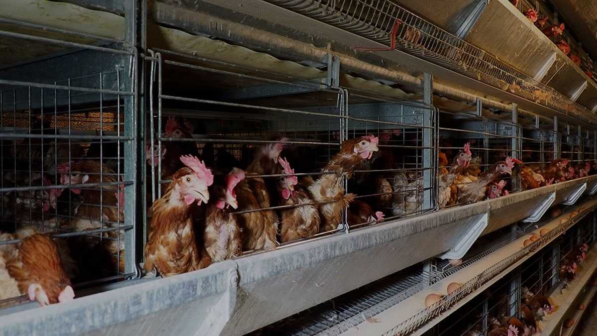 animales2812012