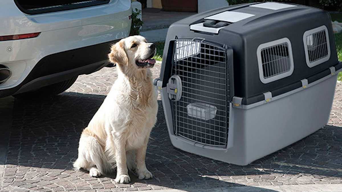 animales27012301