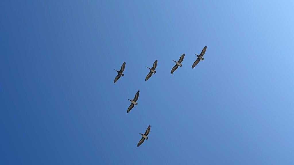 BANDADA PELICANOS