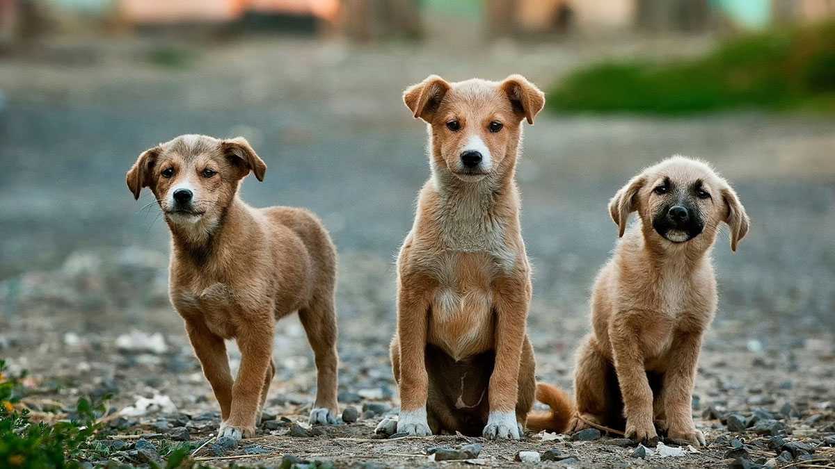 animales180302