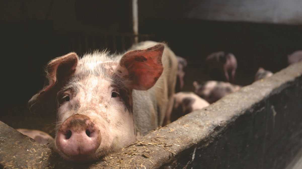 animales130401