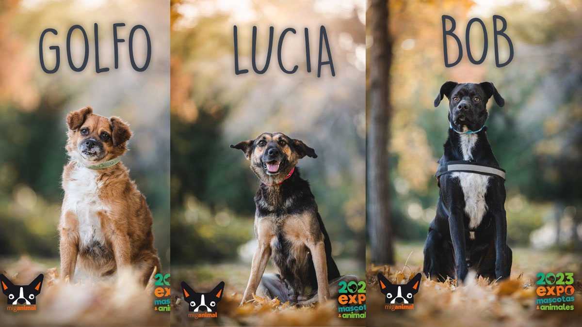 animales190501