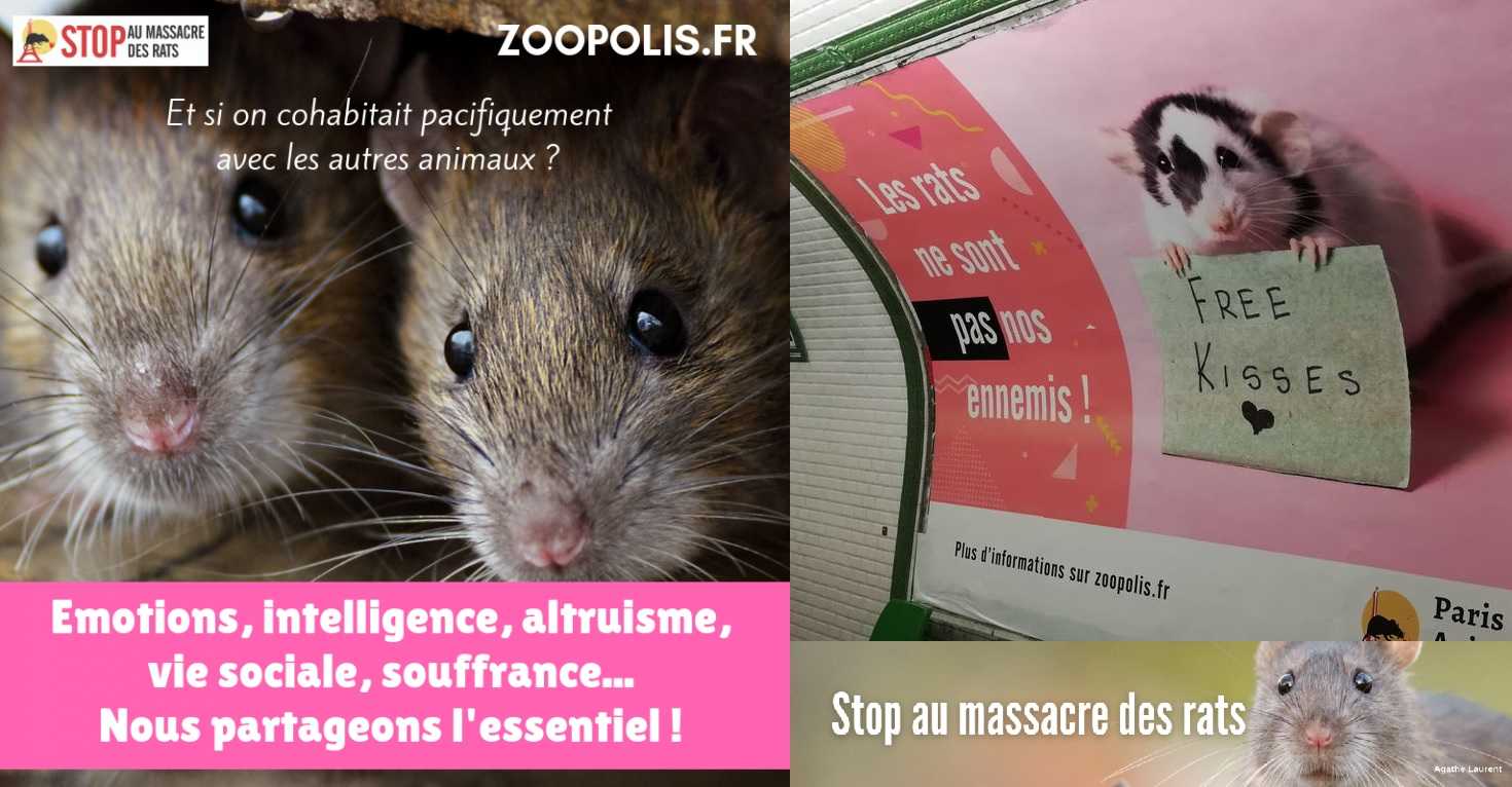 RATAS EN PARIS