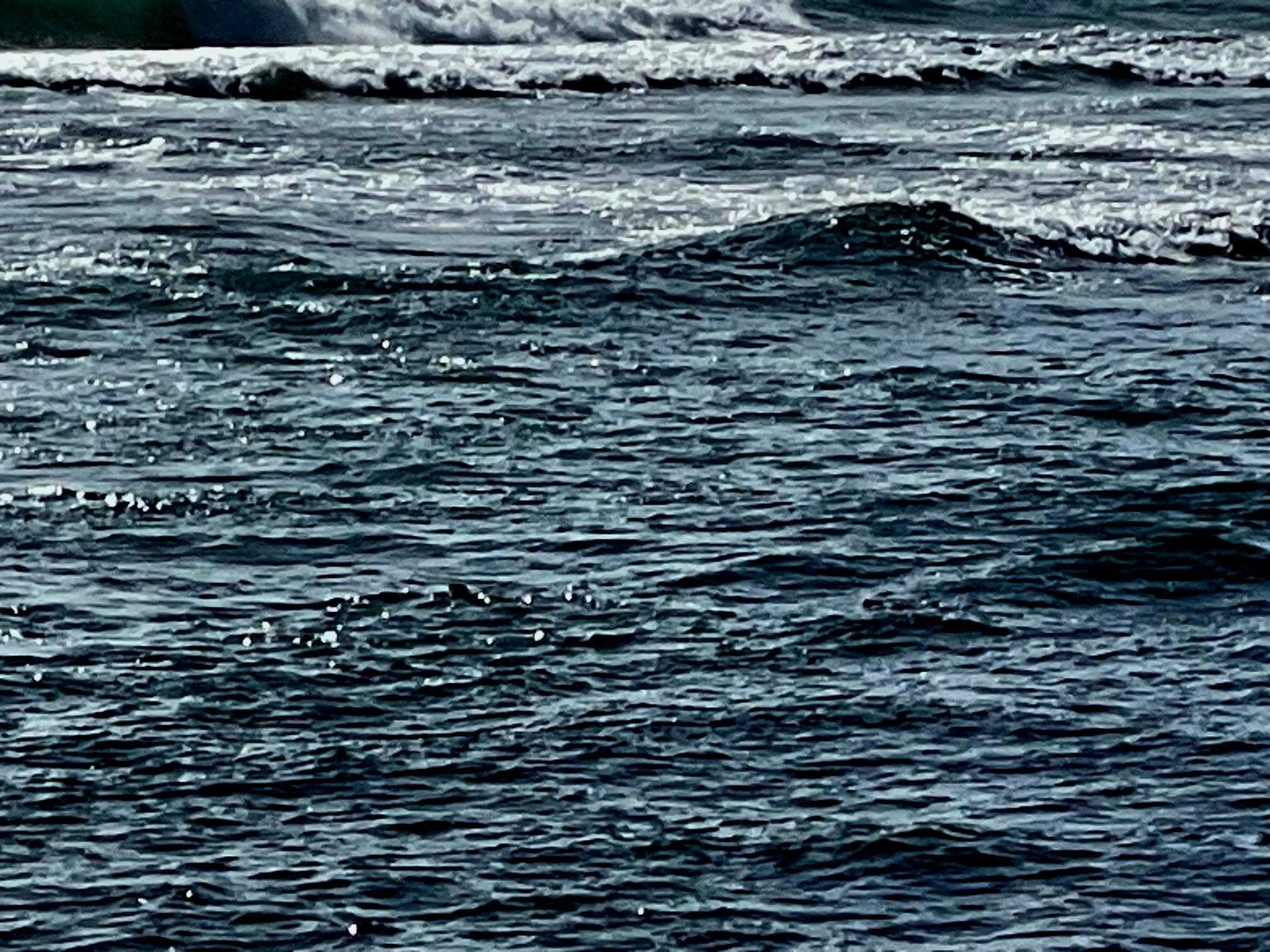 maralgarrobo9