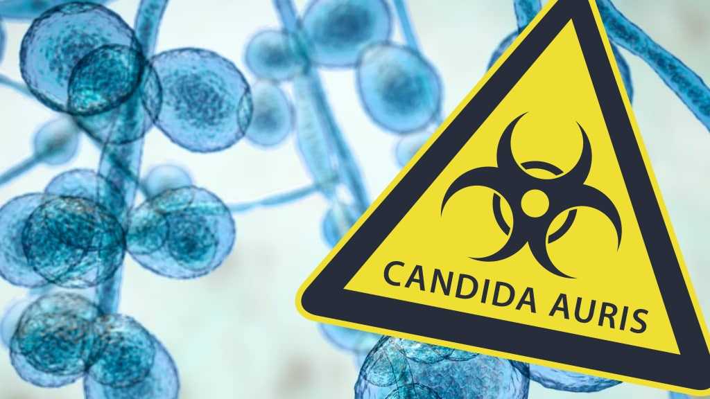 CANDIDA2