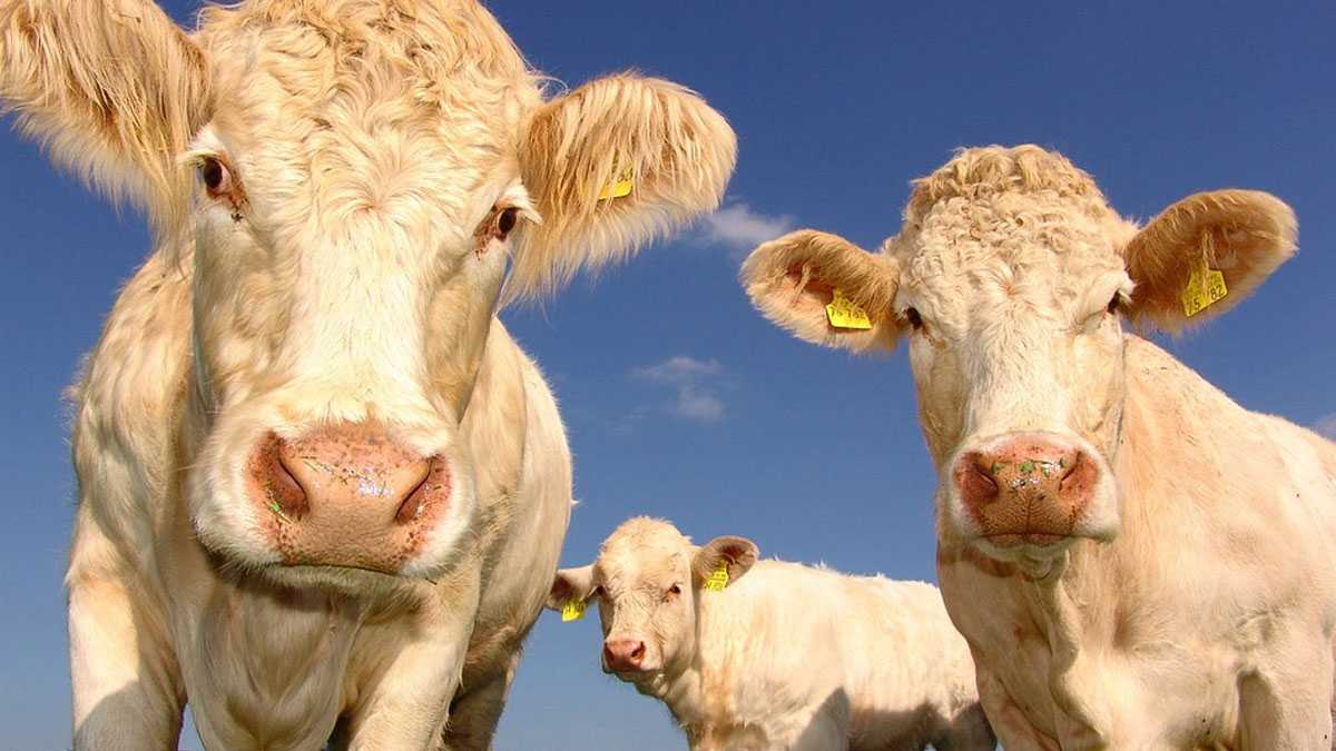 animales150701