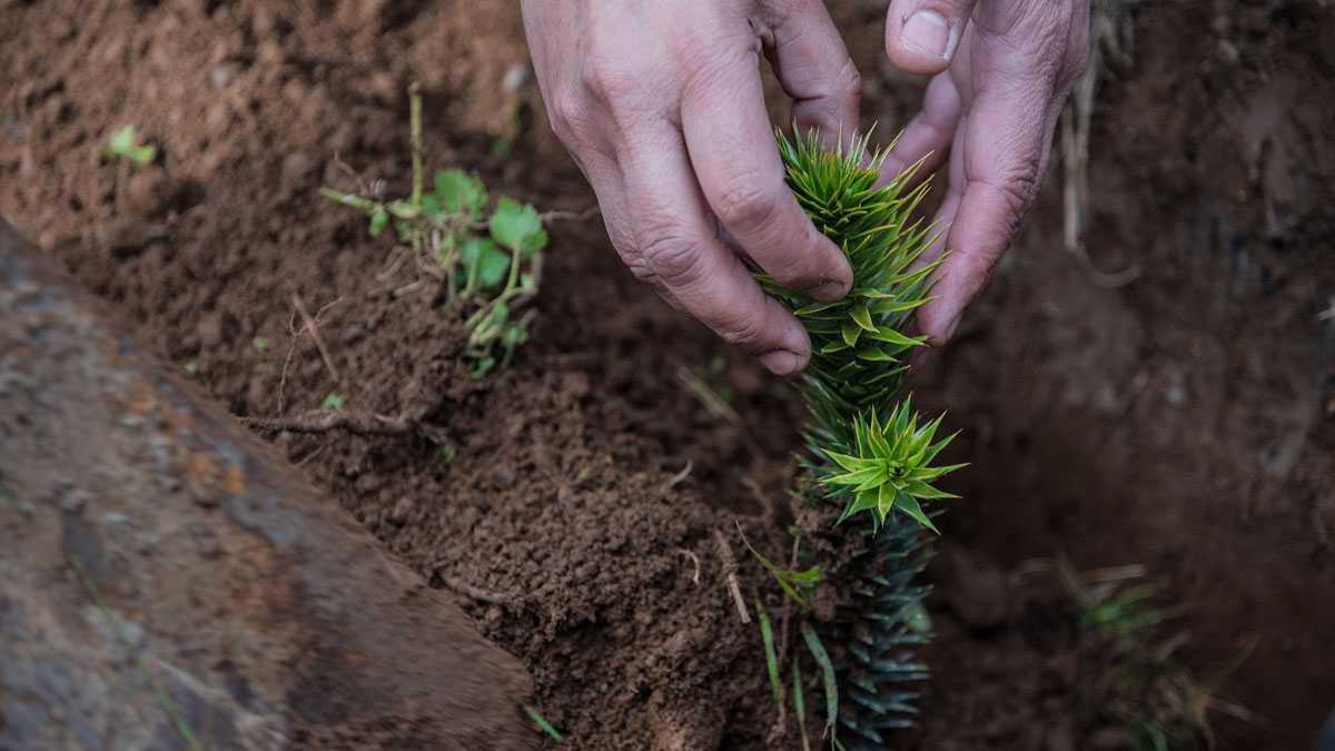 medioambiente040701