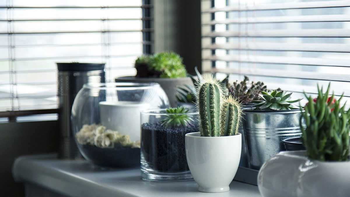 medioambiente040801