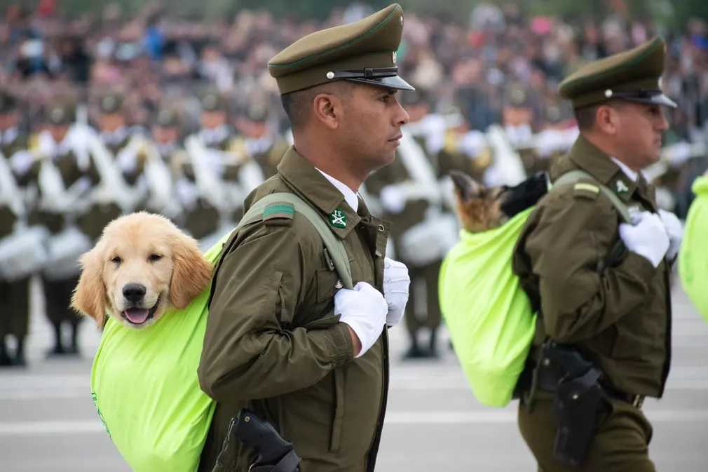 CACHORROS DE CARABTHEGUARDIAN