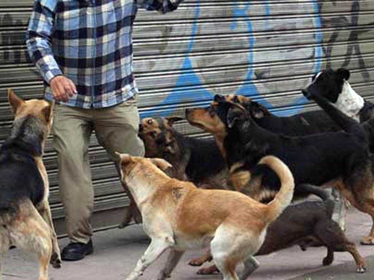 Jauría-de-perros