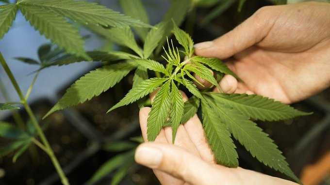 marihuana