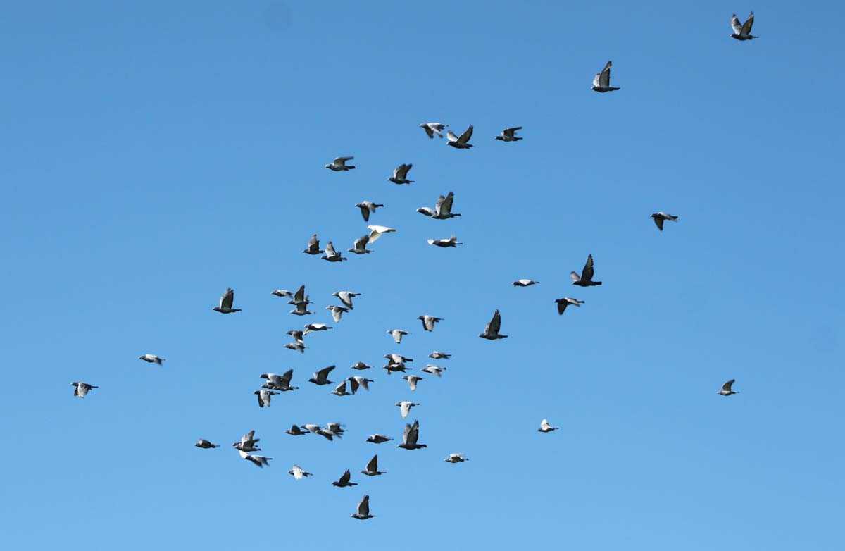 PALOMAS REALES 4