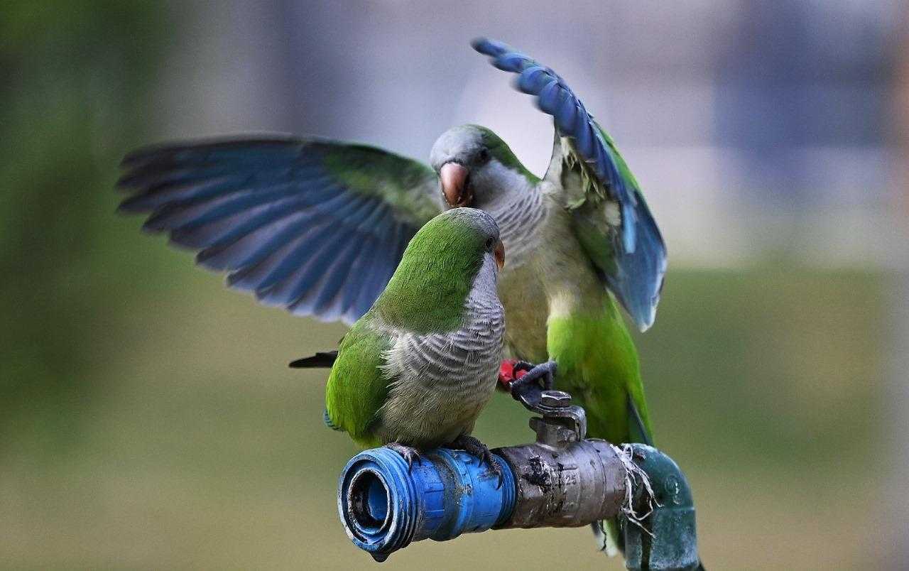 cotorras argentinas