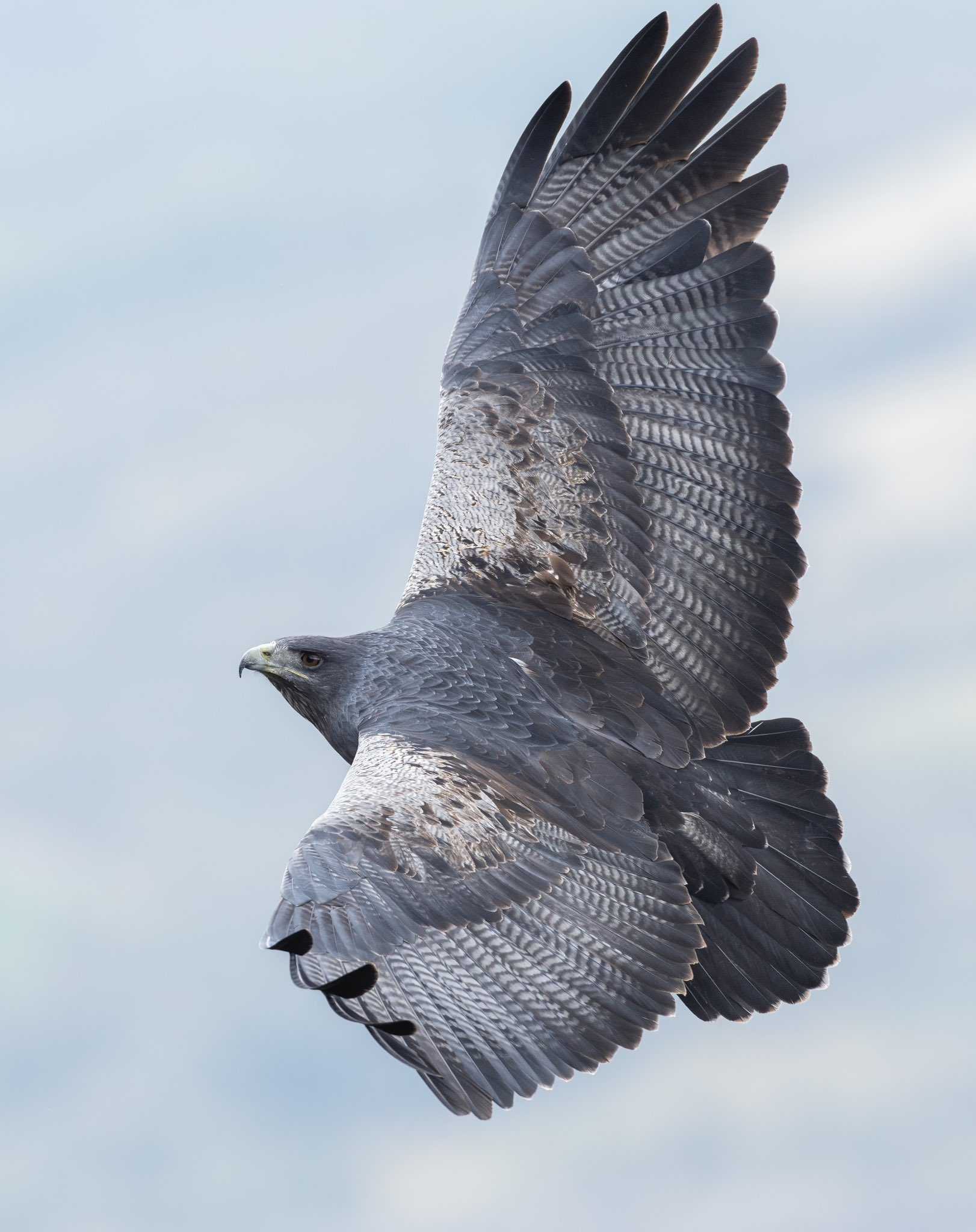 aguila mora