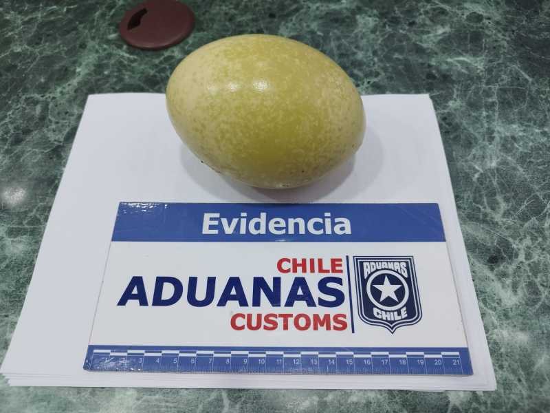 Huevo de ñandú