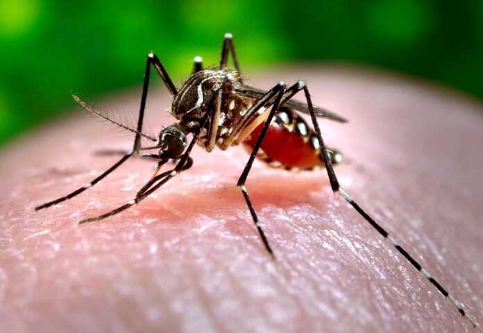 aedes-aegypti-cdc9253-5c7574-1024-696x481