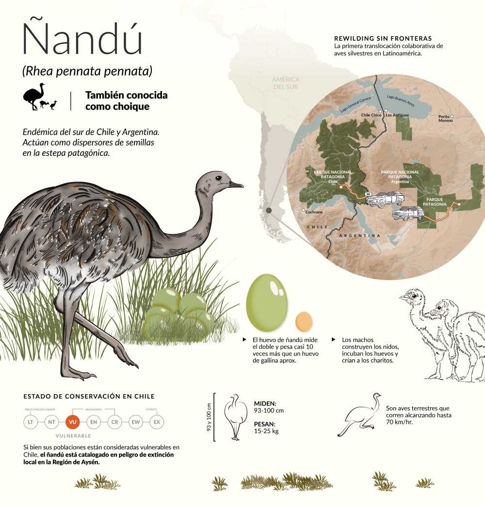 Prensa_Ñandu-ESP