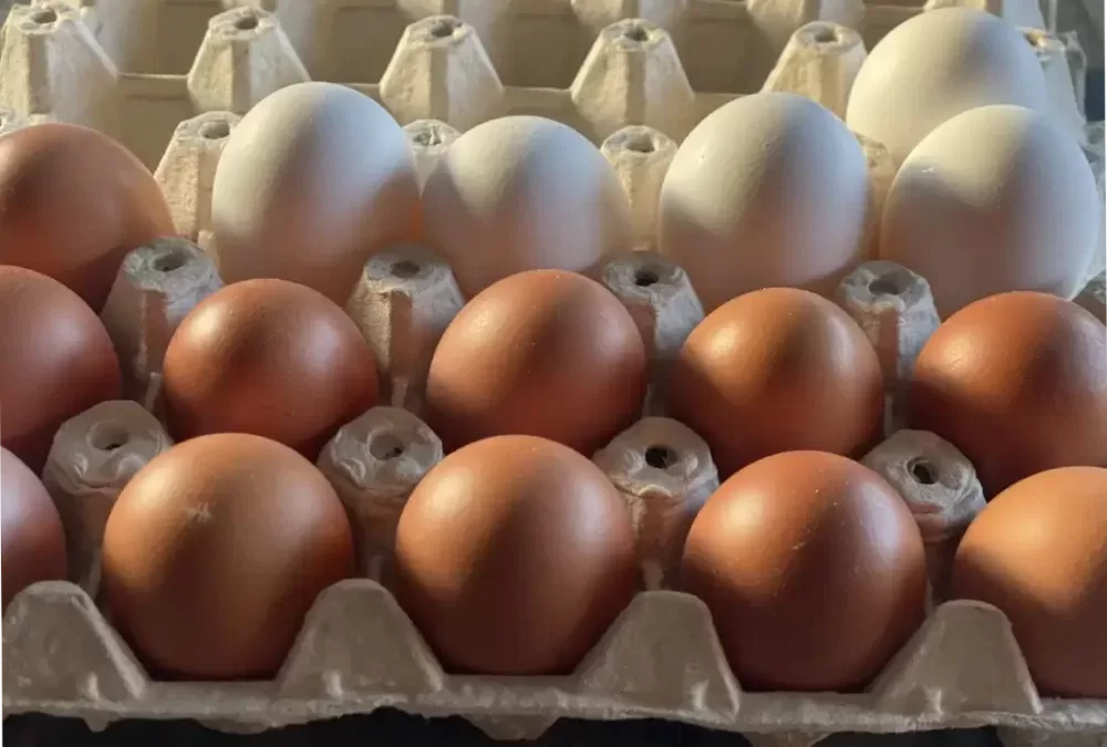 huevos