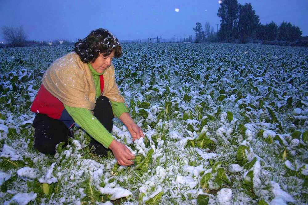 Riesgo-de-heladas-y-los-efectos-en-la-agricultura