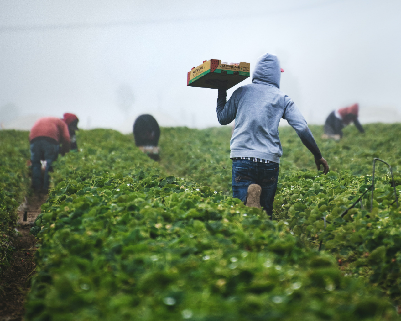 agricultura