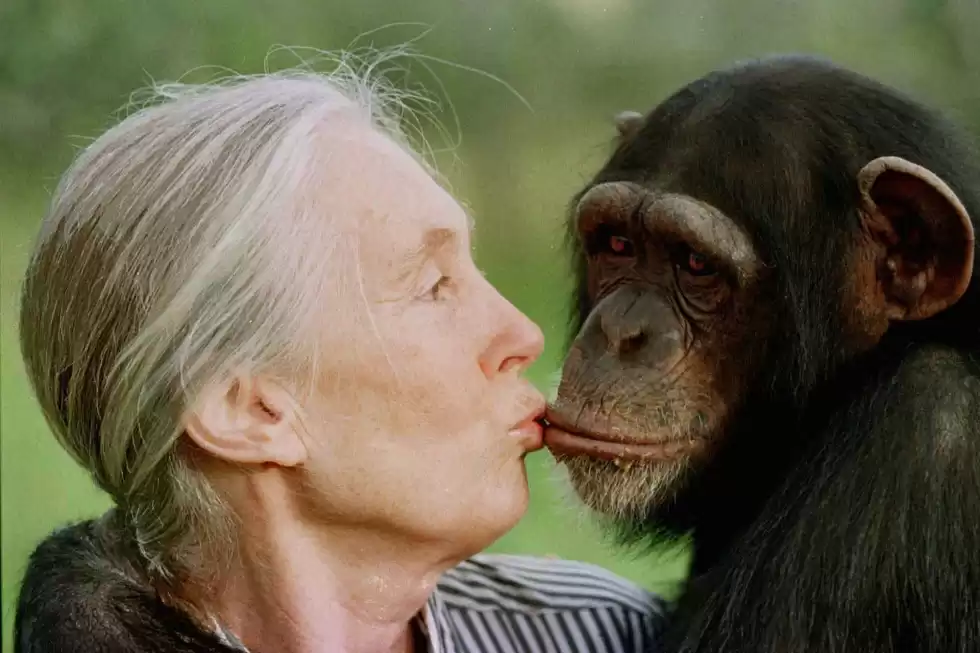 Jane Goodall con chim