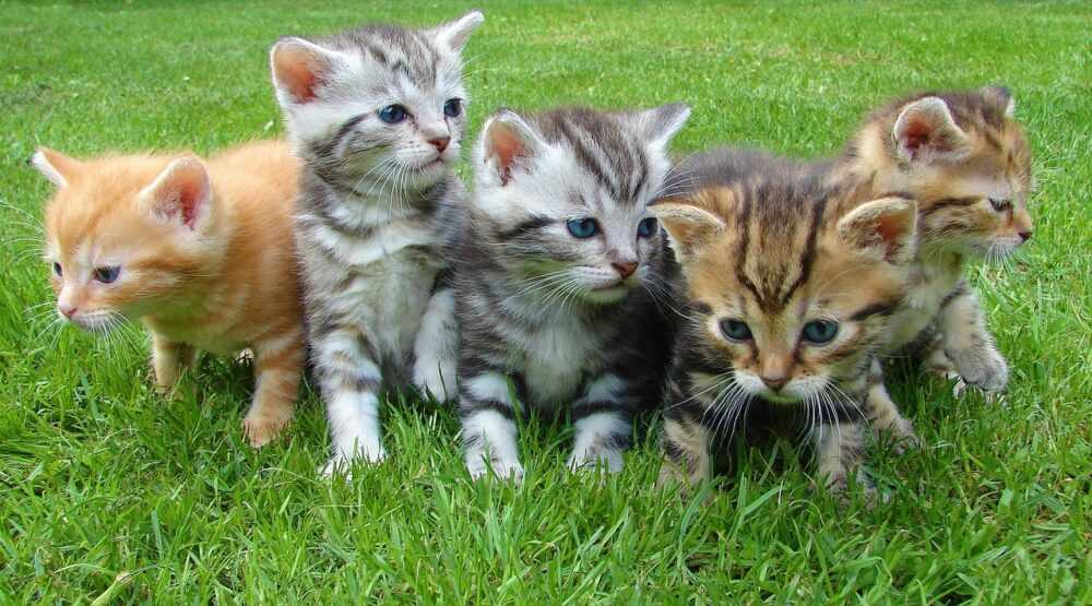 gatos