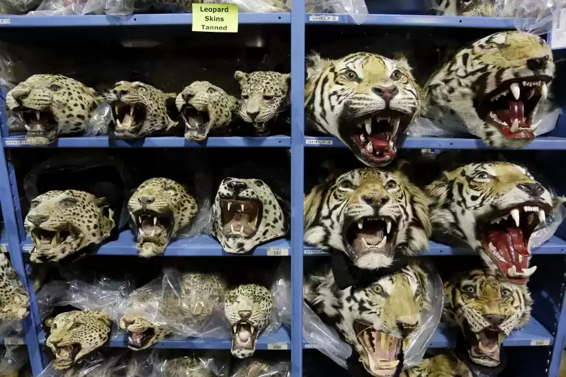 tigres