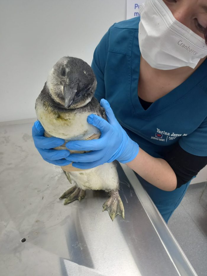 Pingui en HCV