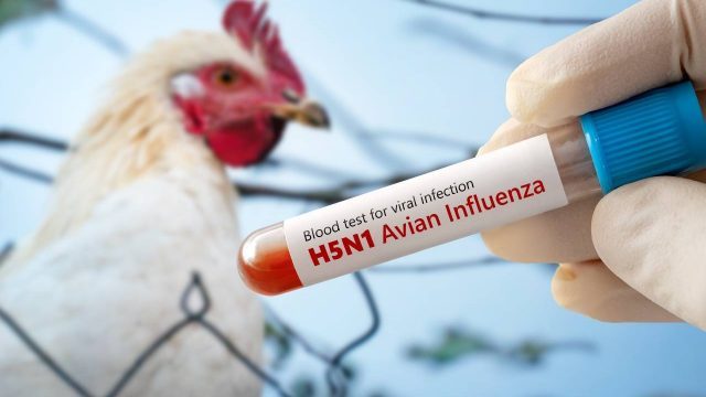 Que-sabemos-sobre-la-gripe-aviar-Puedo-contagiarme-Es-seguro-comer-huevo-1-640x360