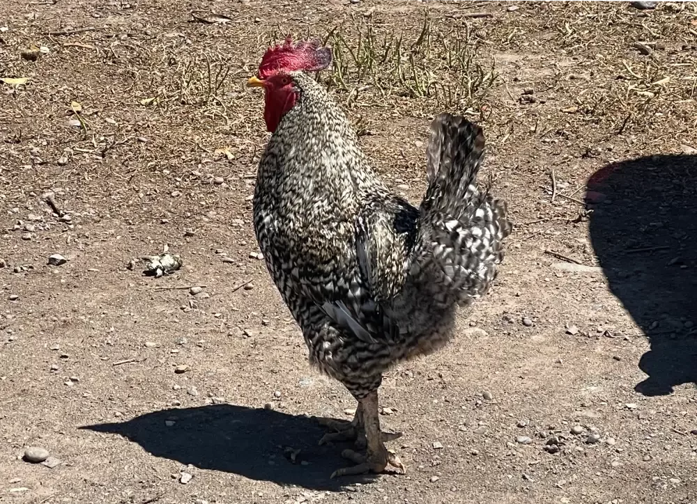 gallina