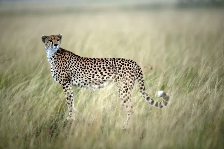 guepard