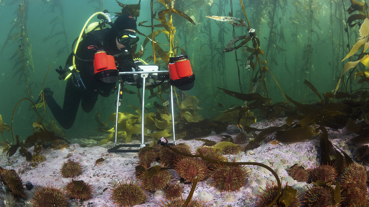 Megatransecto Patagonia: La inédita investigación que está caracterizando los inexplorados bosques submarinos del sur de Chile 