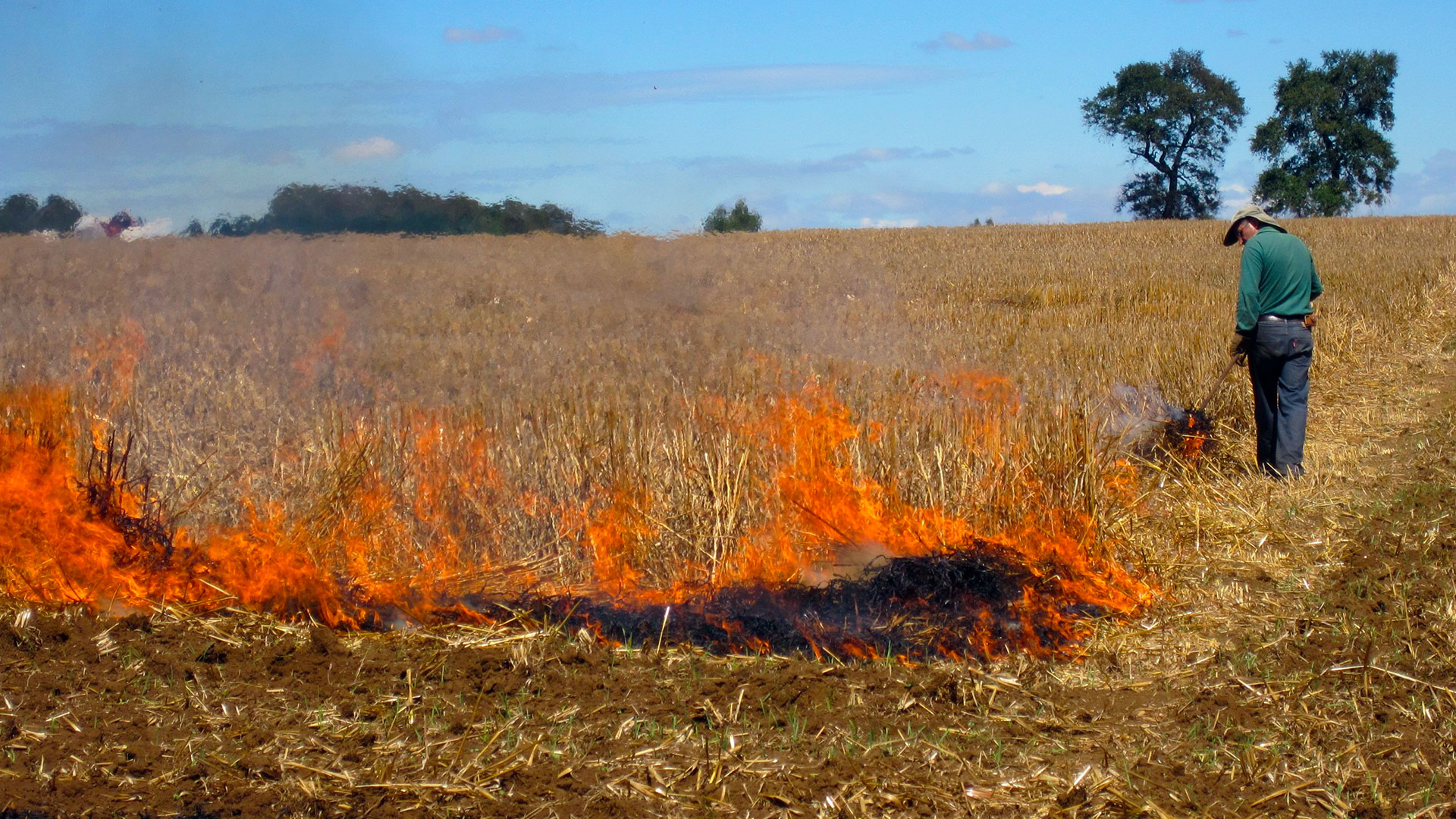 Costumbre primitiva: CONAF informa medidas para uso de fuego controlado "quemas agrícolas"
