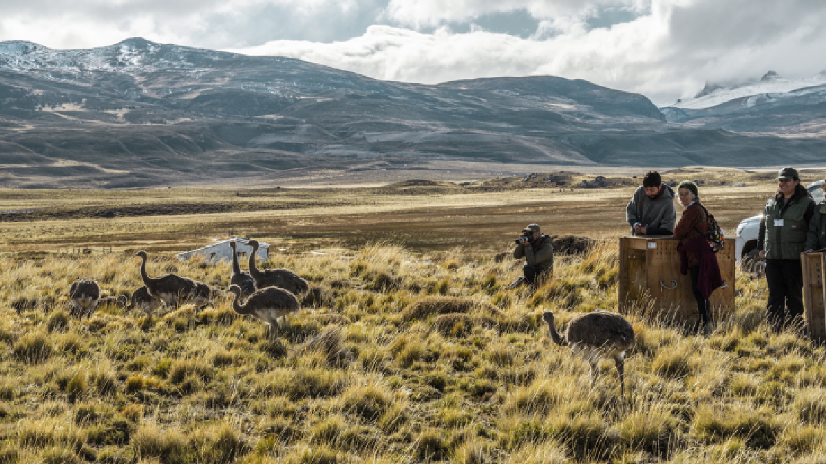 Refuerzan la población de ñandúes con tres nuevas liberaciones en el Parque Nacional Patagonia