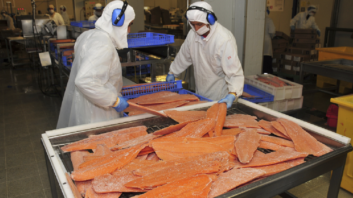 Exportaciones no cobre no litio de Los Lagos crecen impulsadas por el salmón y dinamismo de otros sectores productivos