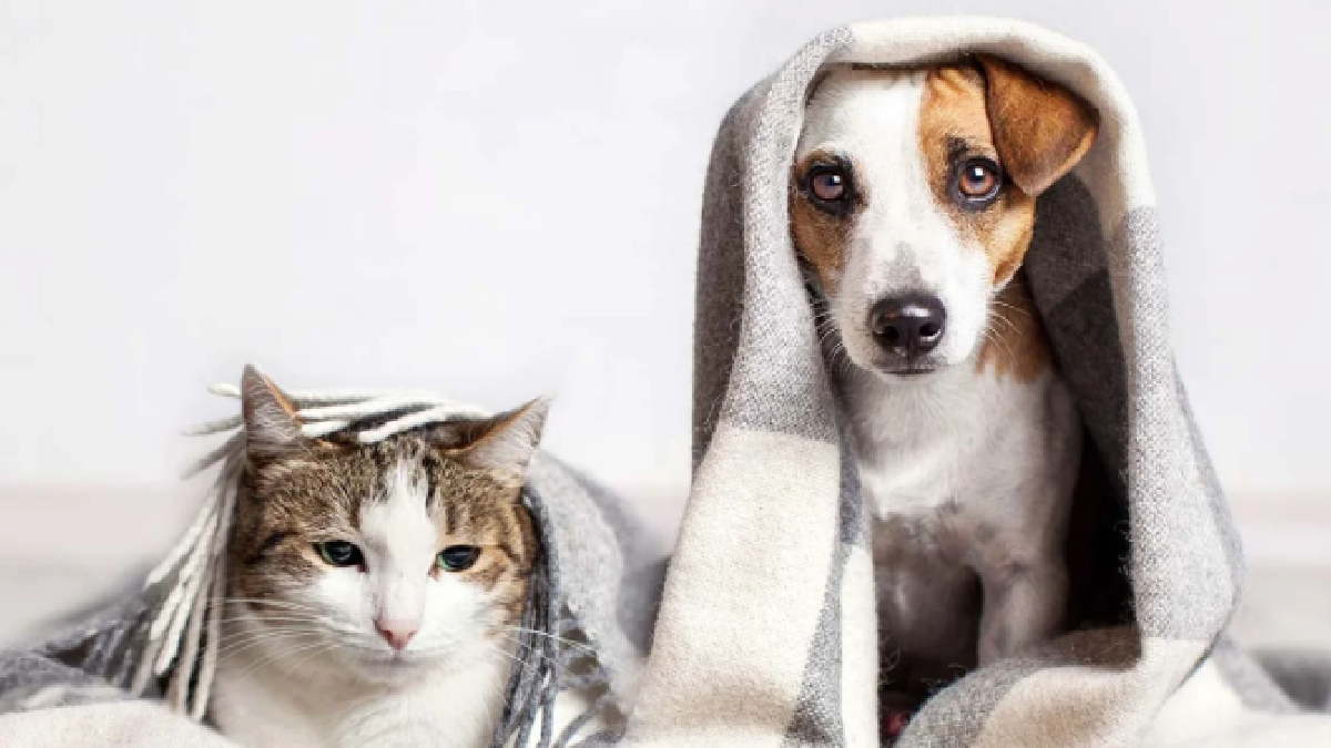 Enfermedades respiratorias en mascotas aumentan hasta 30% en invierno