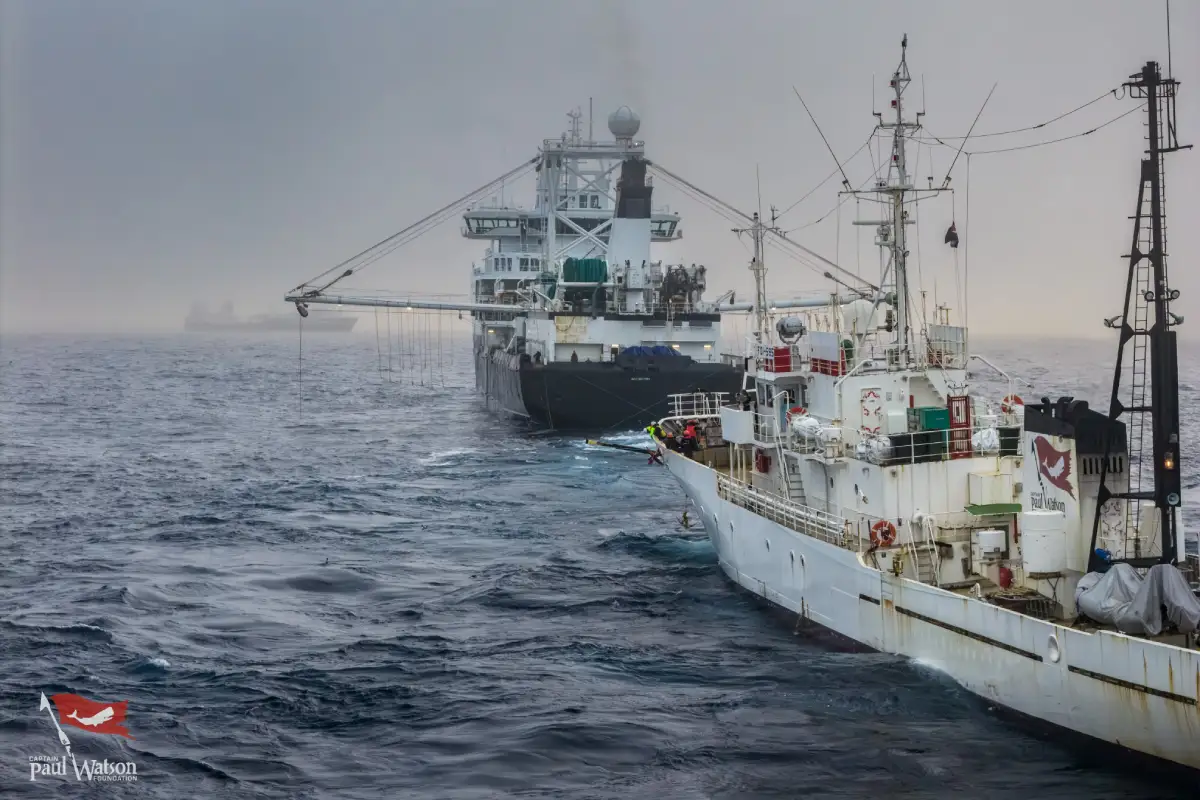 Barco ambientalista choca “intencionalmente” a pesquero noruego en Mar Antártico a 100 Km de la Base Prat lo que podría haber provocado tragedia sin precedentes