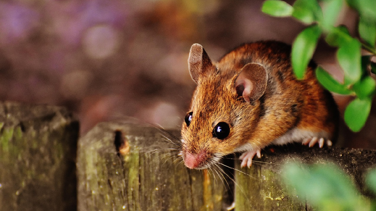 Ministerio de Salud emite comunicado para actualizar detalles de los casos de Hantavirus en Europa