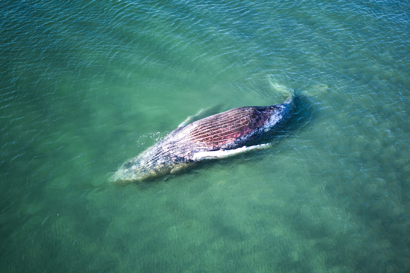 Timmy, la ballena, muere tras cuestionado rescate calificado como "pura crueldad animal"